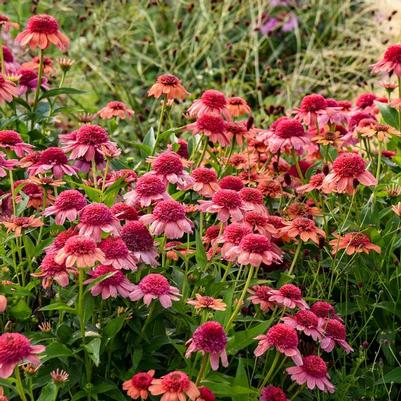 Echinacea Double Dipped® Rainbow Sherbet PP35462