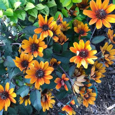 Heliopsis helianthoides Bleeding Hearts