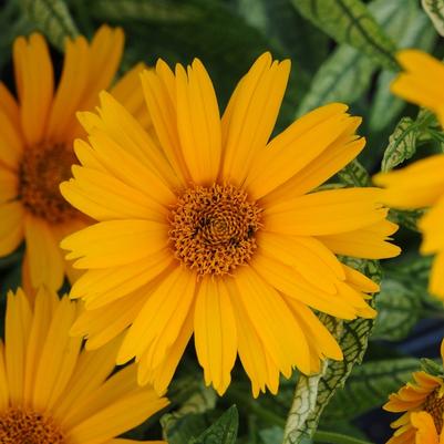Heliopsis helianthoides Sunstruck PP25524