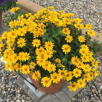Heliopsis helianthoides Tuscan Gold™