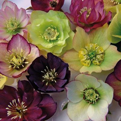 Helleborus Brandywine™