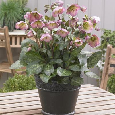 Helleborus Frostkiss® Dorothy's Dawn®