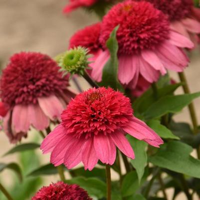 Echinacea Double Dipped® Watermelon Sugar PP35809