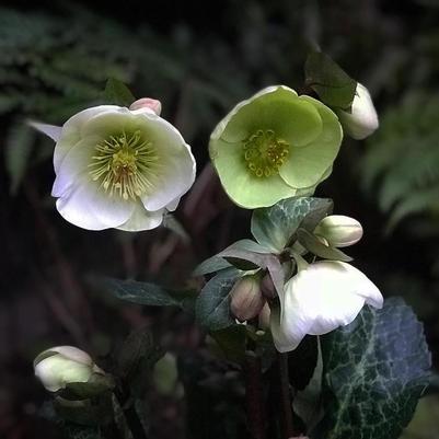 Helleborus Frostkiss® Moon Dance
