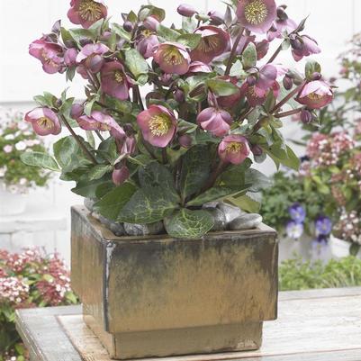 Helleborus Frostkiss® Penny's Pink