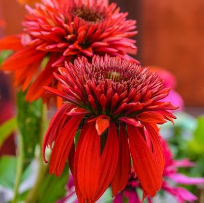 Echinacea Double Scoop™ Raspberry PPAF