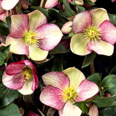 Helleborus HGC® Ice N' Roses® Dark Picotee