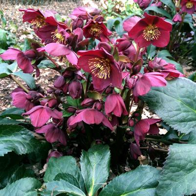 Helleborus HGC® Ice N' Roses® Red