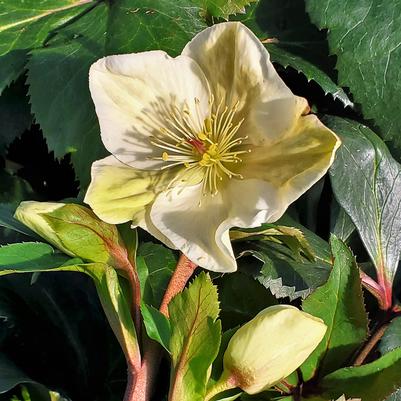 Helleborus HGC® Ice N' Roses® White
