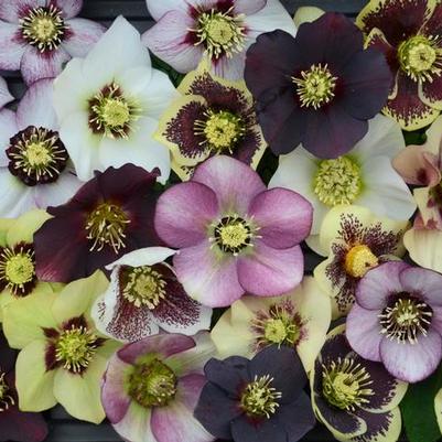 Helleborus Honeymoon® Series-Mixed