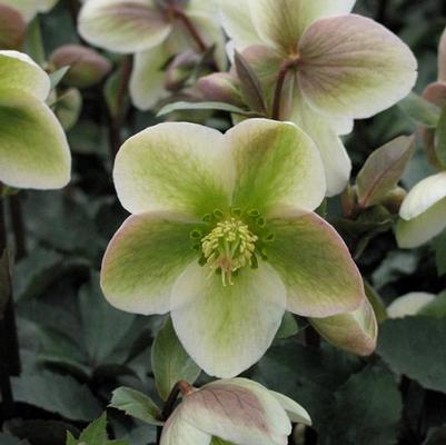 Helleborus Ivory Prince PP16199