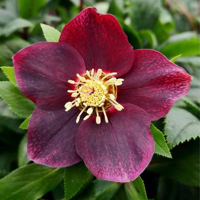 Helleborus Victoria