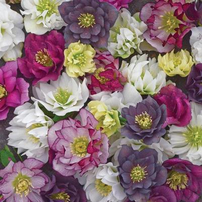 Helleborus Wedding Party® Series-Mixed