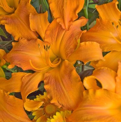 Hemerocallis Rainbow Rhythm ® Primal Scream