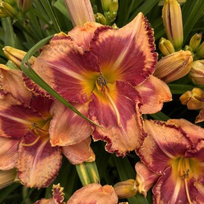 Hemerocallis Rainbow Rhythm® Lake of Fire