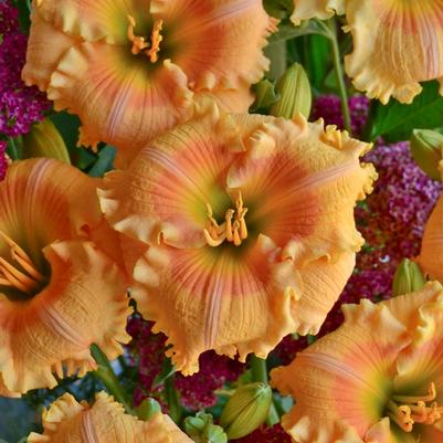Hemerocallis Rainbow Rhythm® Orange Smoothie