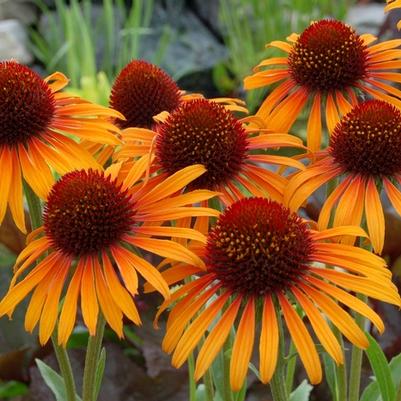 Echinacea Flame Thrower