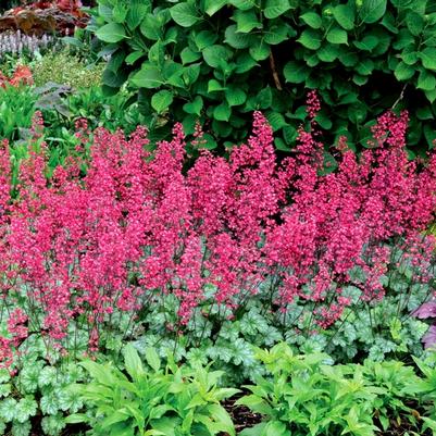 Heuchera City™ Paris PP18881