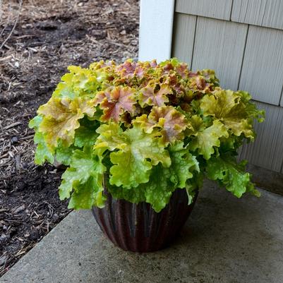 Heuchera Dolce® Apple Twist