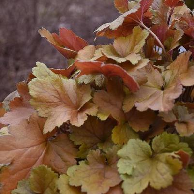 Heuchera Dolce® Toffee Tart