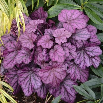 Heuchera Primo® Wild Rose