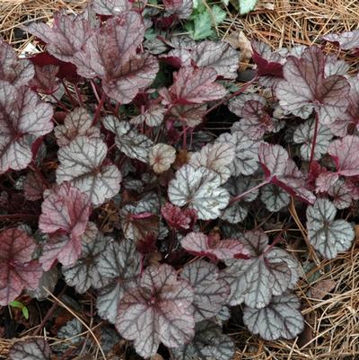 Heuchera Silver Scrolls