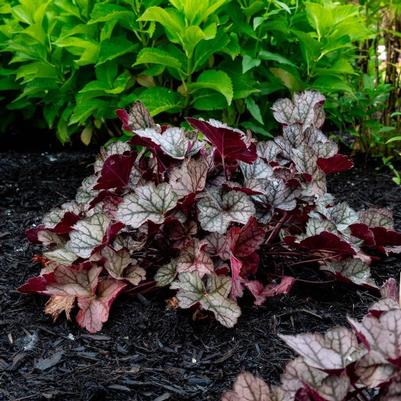 Heuchera Spice Curls™ PPAF
