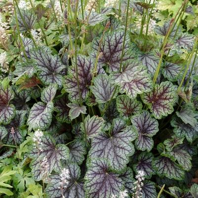 Heuchera americana Green Spice