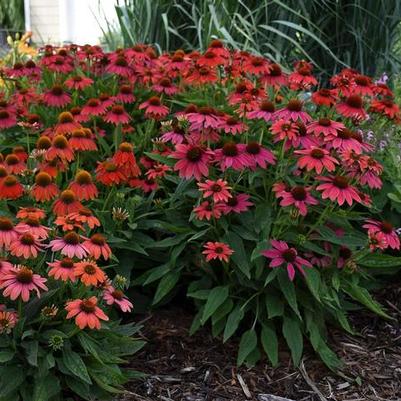 Echinacea Summersong® Firefinch™
