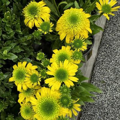Echinacea Sunny Days™ Lemon PP33471