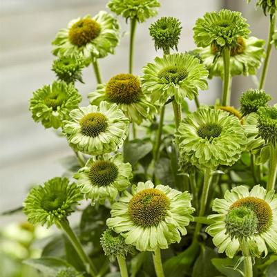 Echinacea Sunseekers® Apple Green