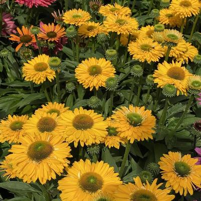 Echinacea SunSeekers® Golden Sun