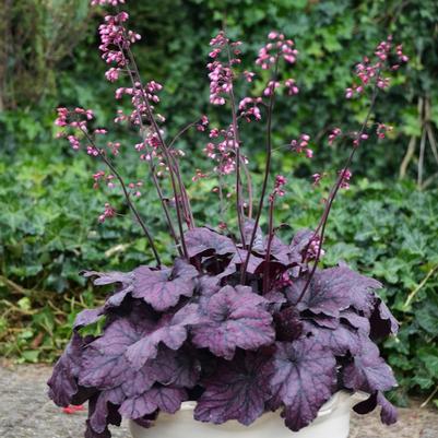 Heuchera villosa Electric Plum