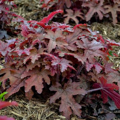Heucherella Fun and Games® Red Rover