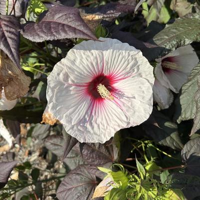 Hibiscus Dark Mystery PP32036