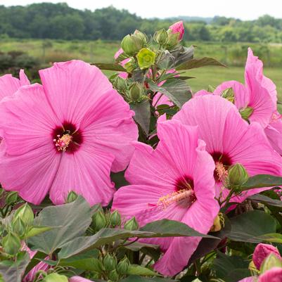 Hibiscus Head Over Heels® Adore