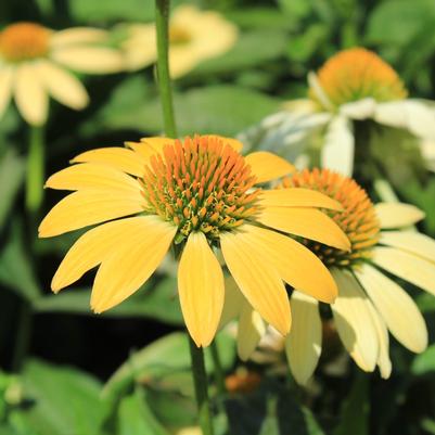 Echinacea purpurea Mellow Yellows