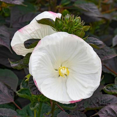 Hibiscus Summerific® Cookies and Cream