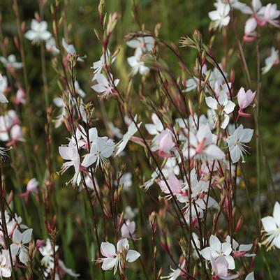 Gaura lindheimeri Whirling Butterflies