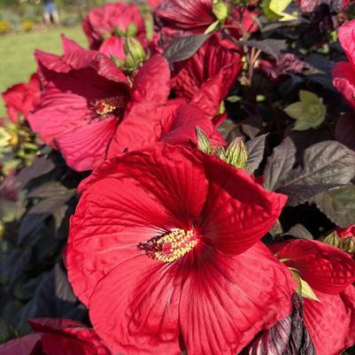 Hibiscus Summerific® Holy Grail