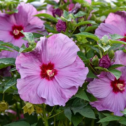 Hibiscus Summerific® Lilac Crush