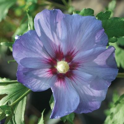 Hibiscus syriacus Azurri Blue Satin® PP20563