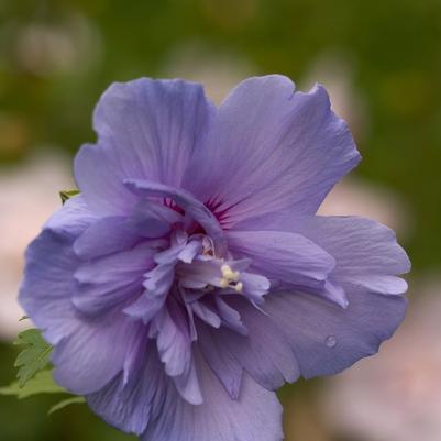 Hibiscus syriacus Blue Chiffon® PP20574