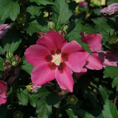 Hibiscus syriacus Paraplu Rouge® PP33258