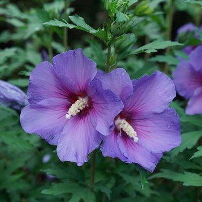 Hibiscus syriacus Paraplu Violet® PP33180