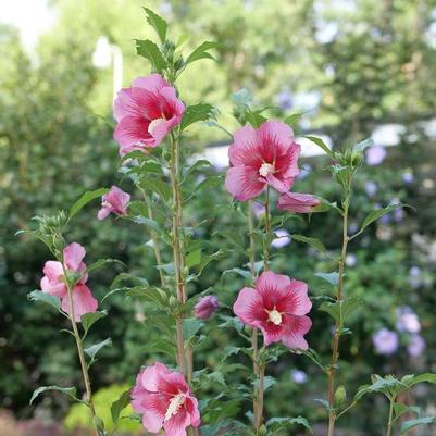 Hibiscus syriacus Red Pillar® PP35332