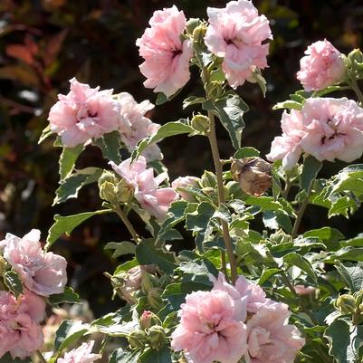 Hibiscus syriacus Sugar Tip® PP20579