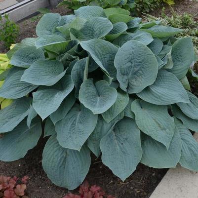 Hosta Blueberry Muffin