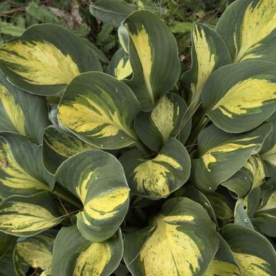 Hosta Mouseketeer PP35221