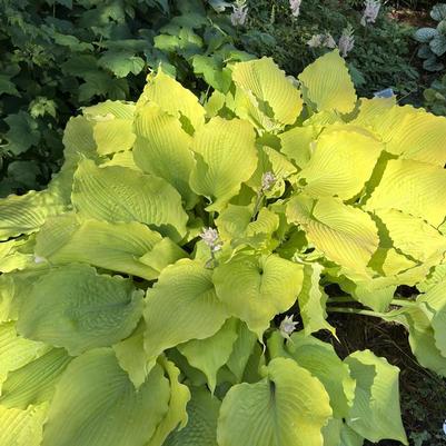 Hosta Shadowland® Echo the Sun